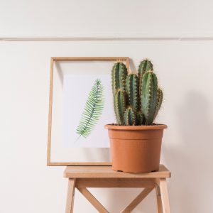 bergamotte-cactus